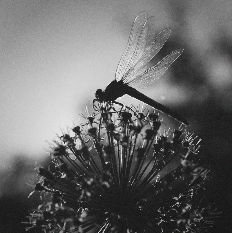 nicht nur die Bienen tun es ....