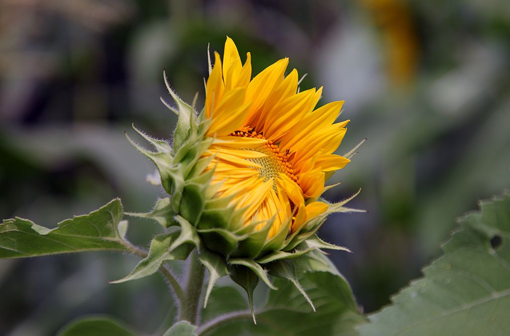 Ein Junge in einem gelben Haube