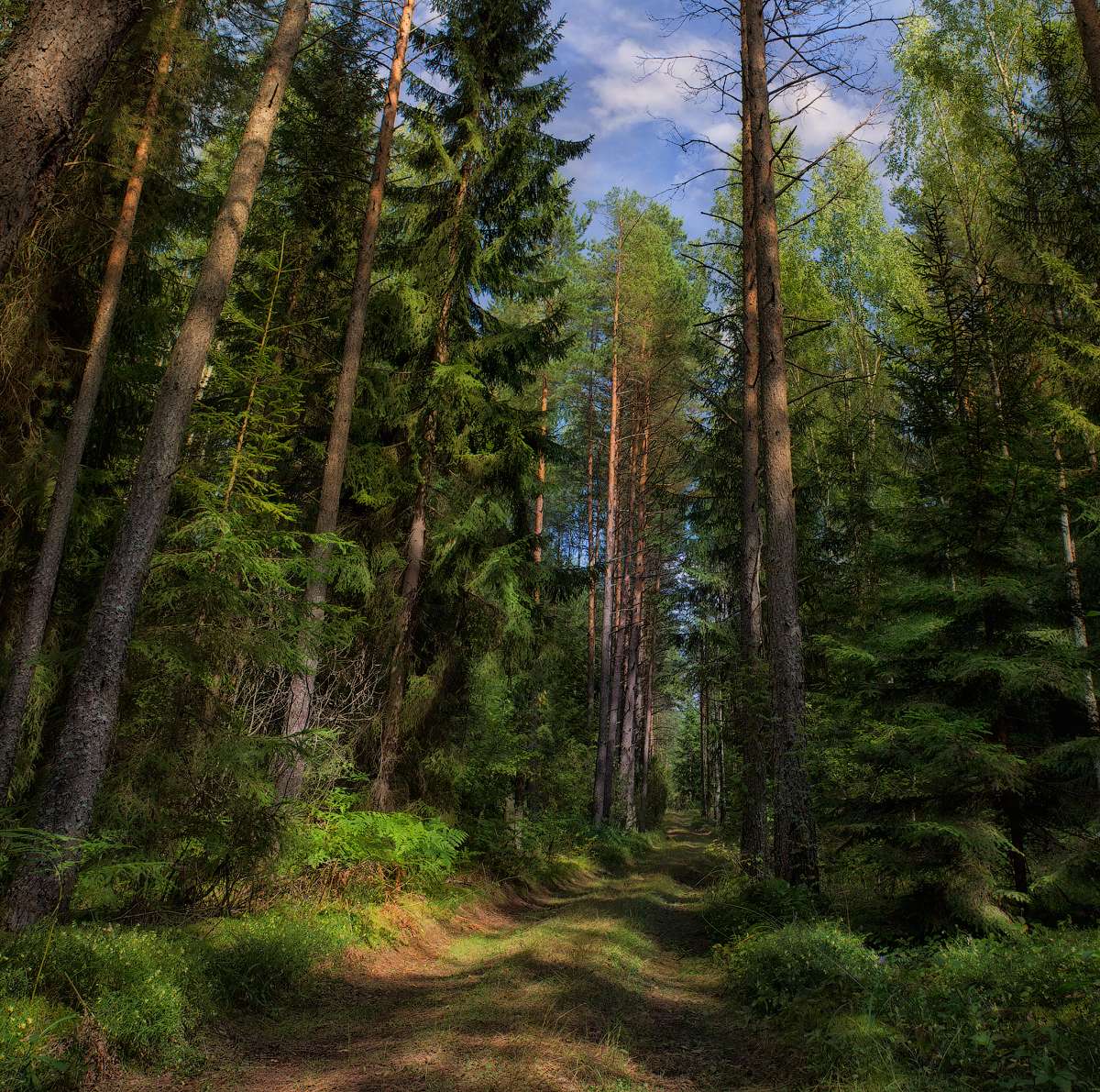 Ausgedehnte Wald