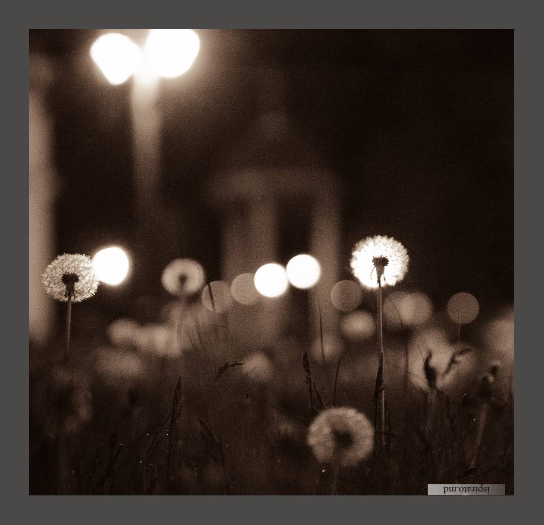 oduvan oduvan in oduvanah