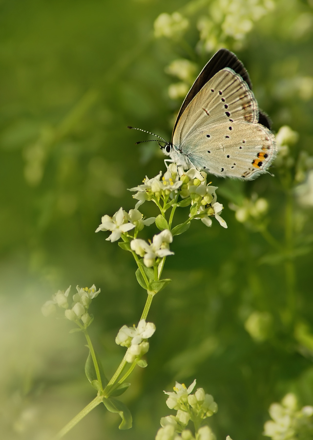 Short-tailed Blues