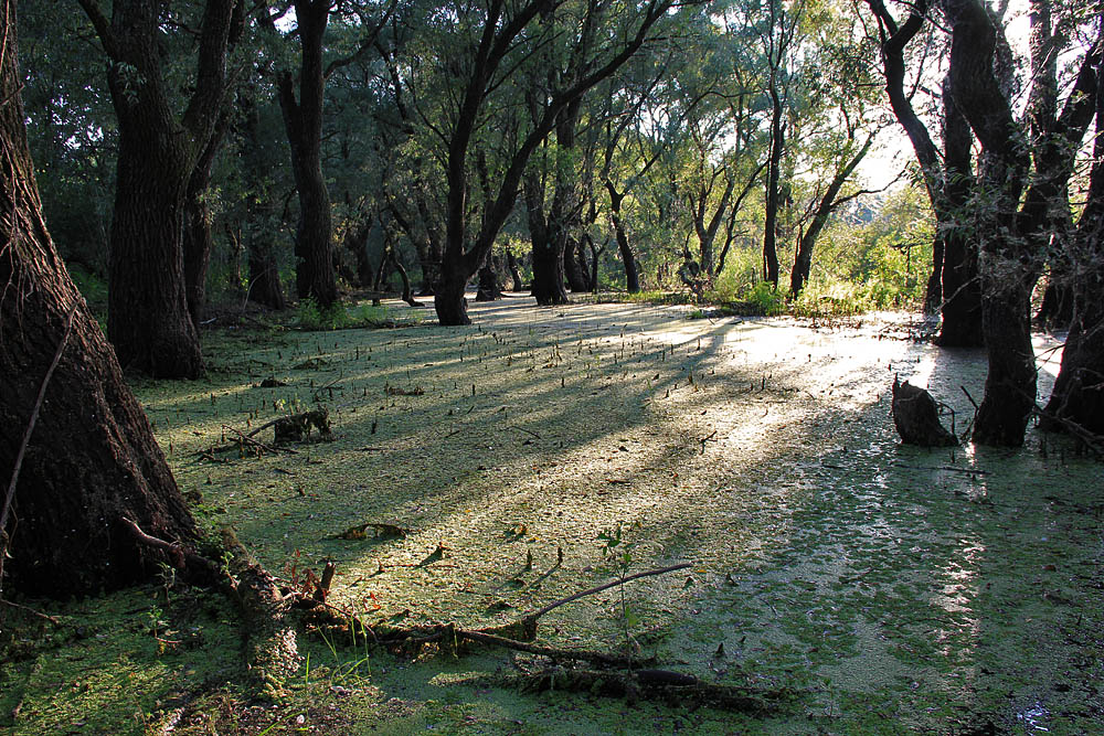 In der Wildnis von Pripyat pripoymennyh