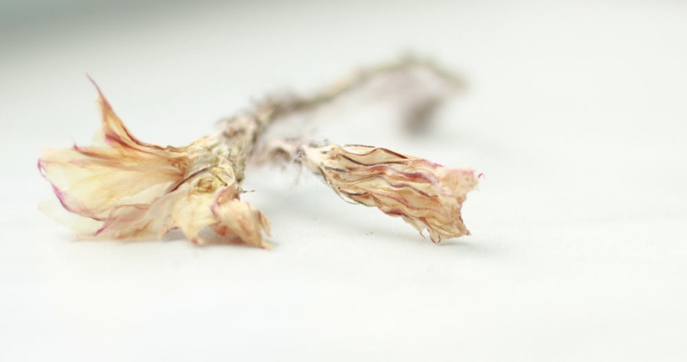 Однодневки. Исход.