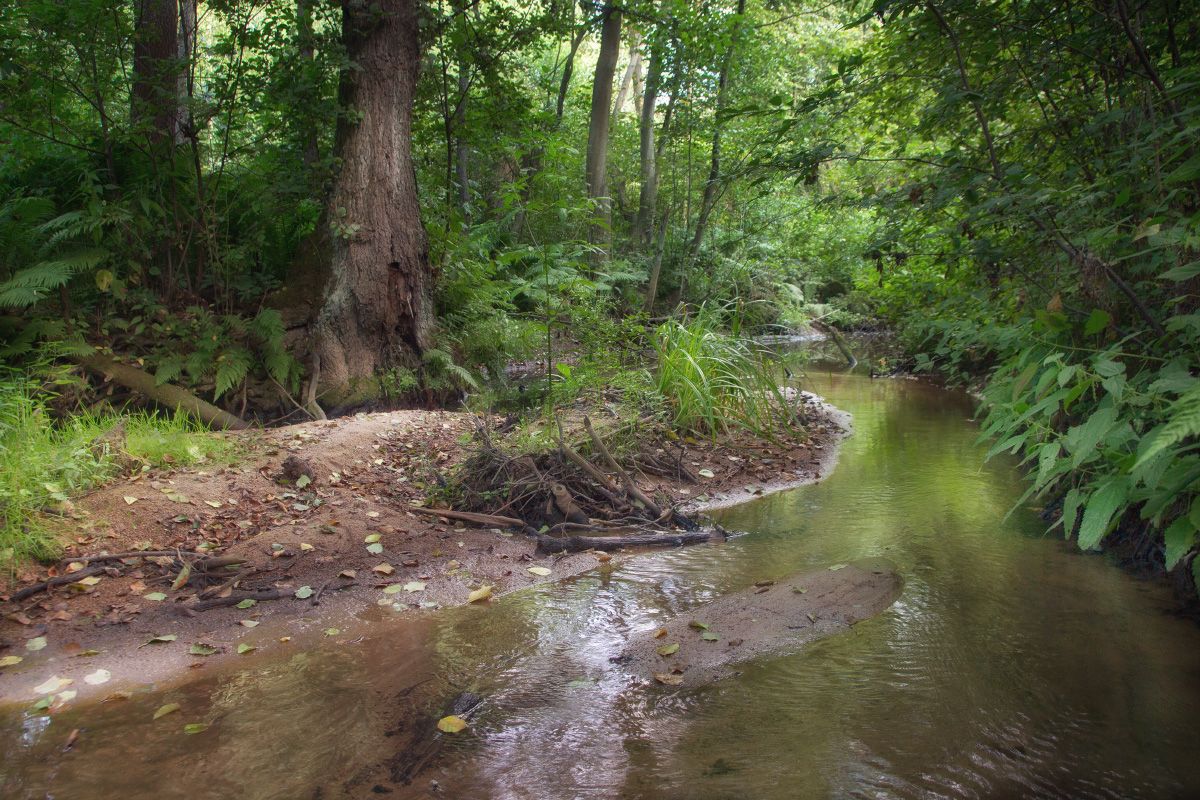 Am heimischen Wäldern