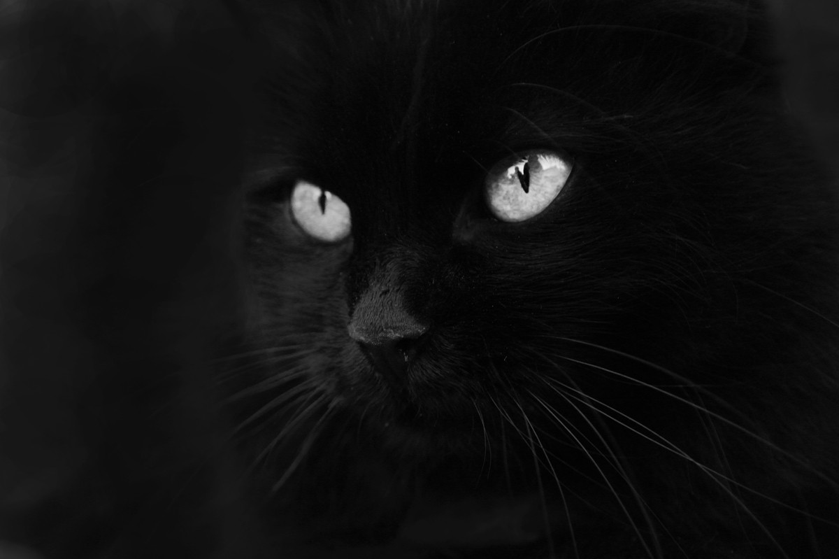 Black Cat