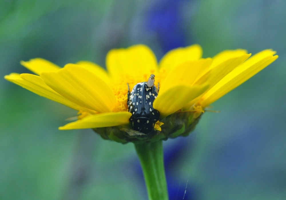 Fliegen, und es fliegt in Afrika ....