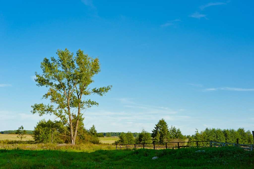 Drevy - geta kvetkі ein belarussischen