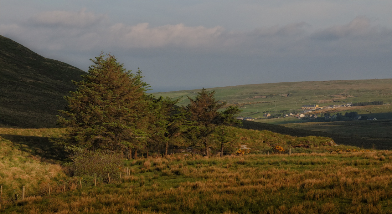 ...trees & shadows...