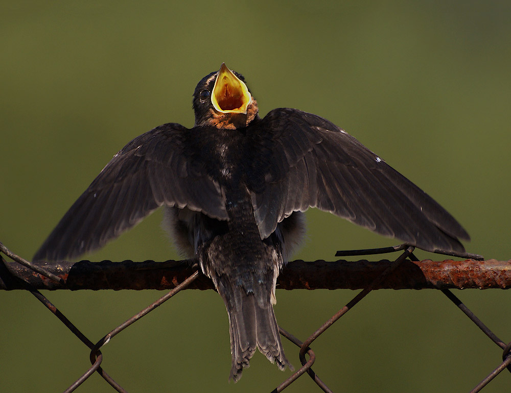 "Und du schwach? ..."