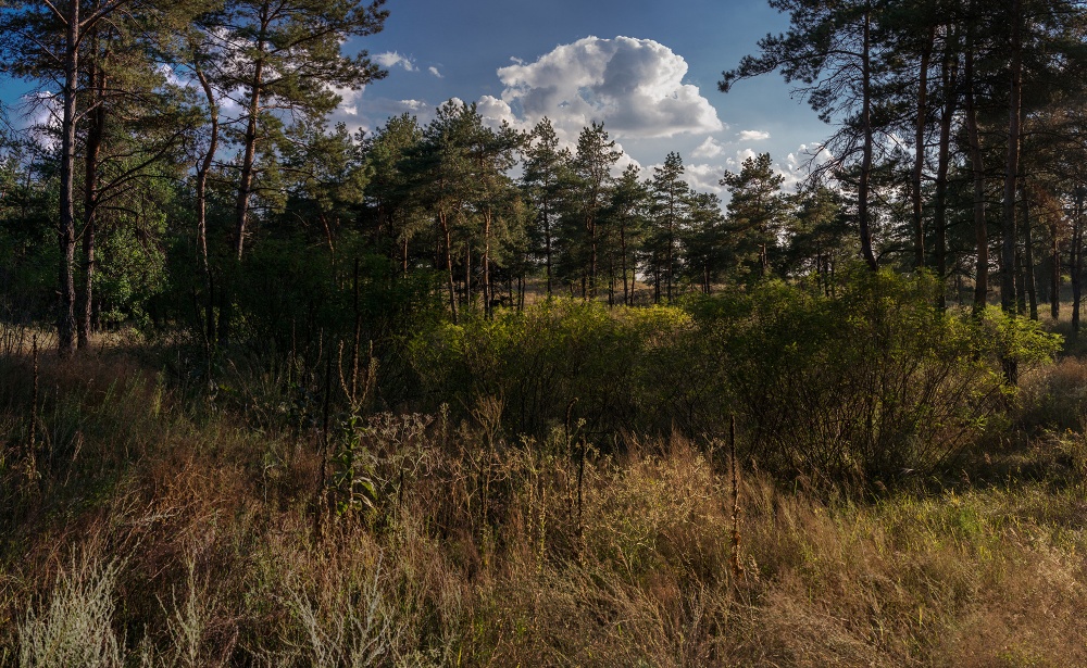 Сентябрь. Лес.