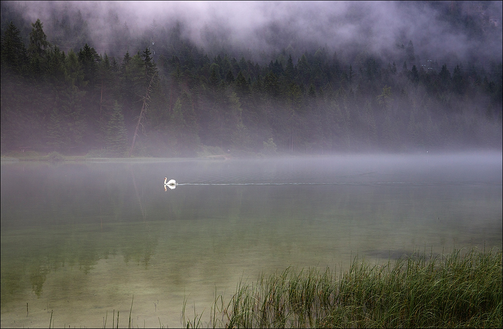 Schwimmen aus dem Nebel
