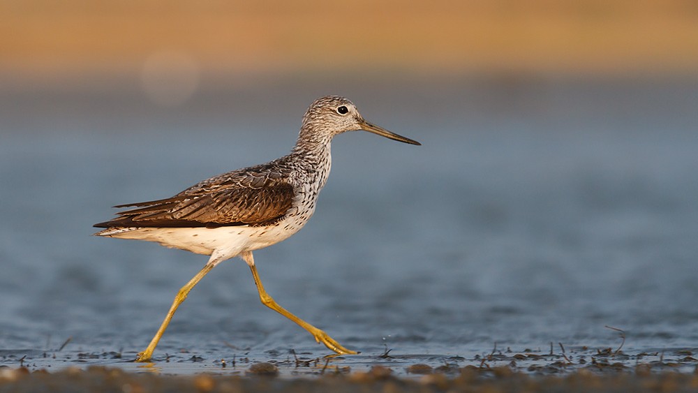 Ozernykh Schauspieler