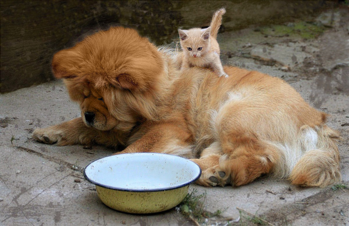 Wer aß mein Mittagessen?