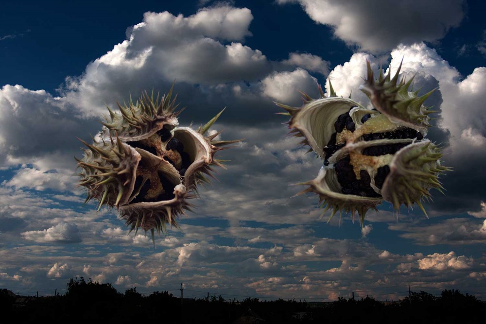 Из серии "Лангольеры"