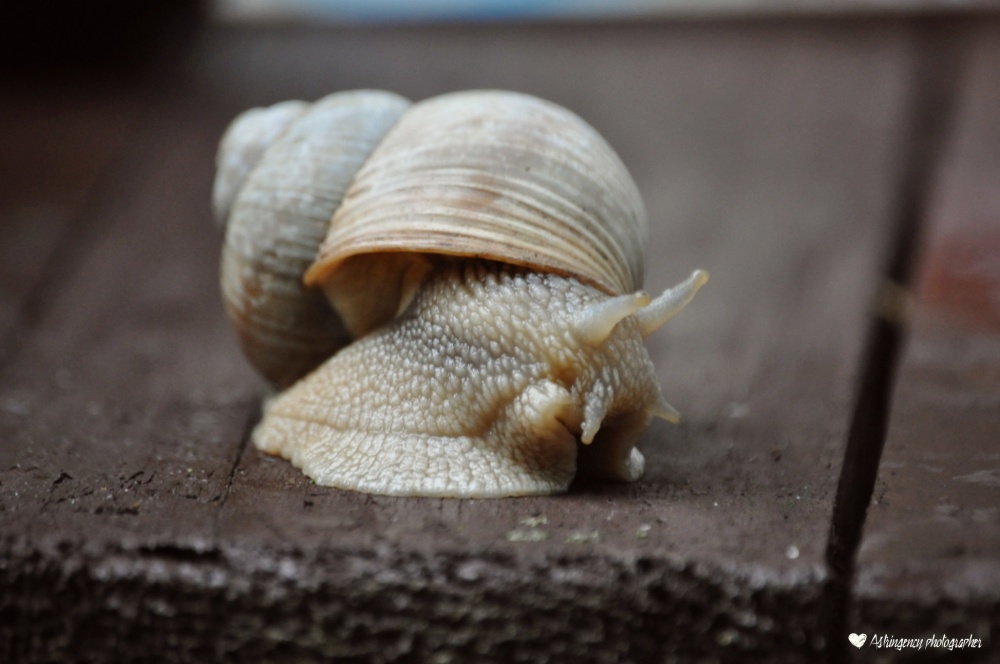 Schnecke