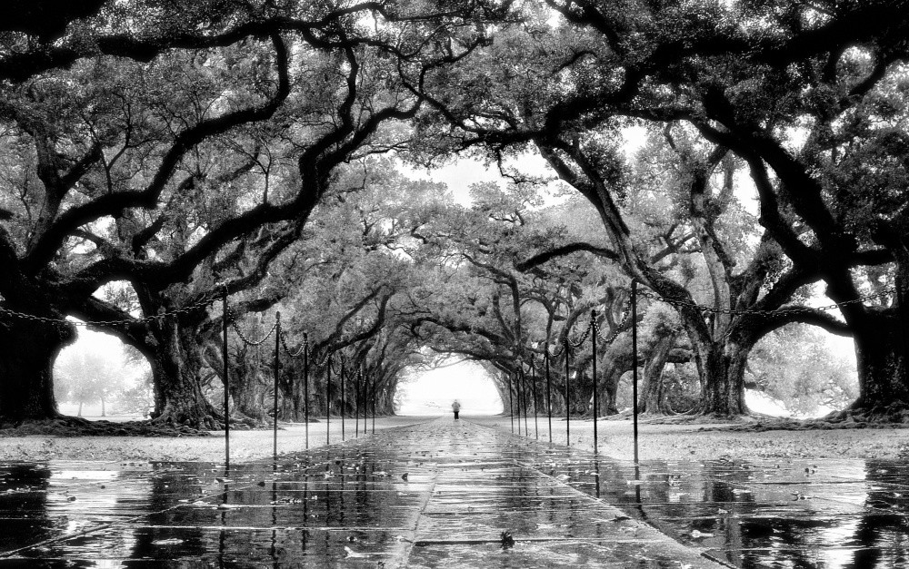 Oak Alley Plantation