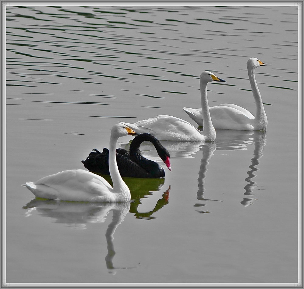 Die drei Musketiere ...