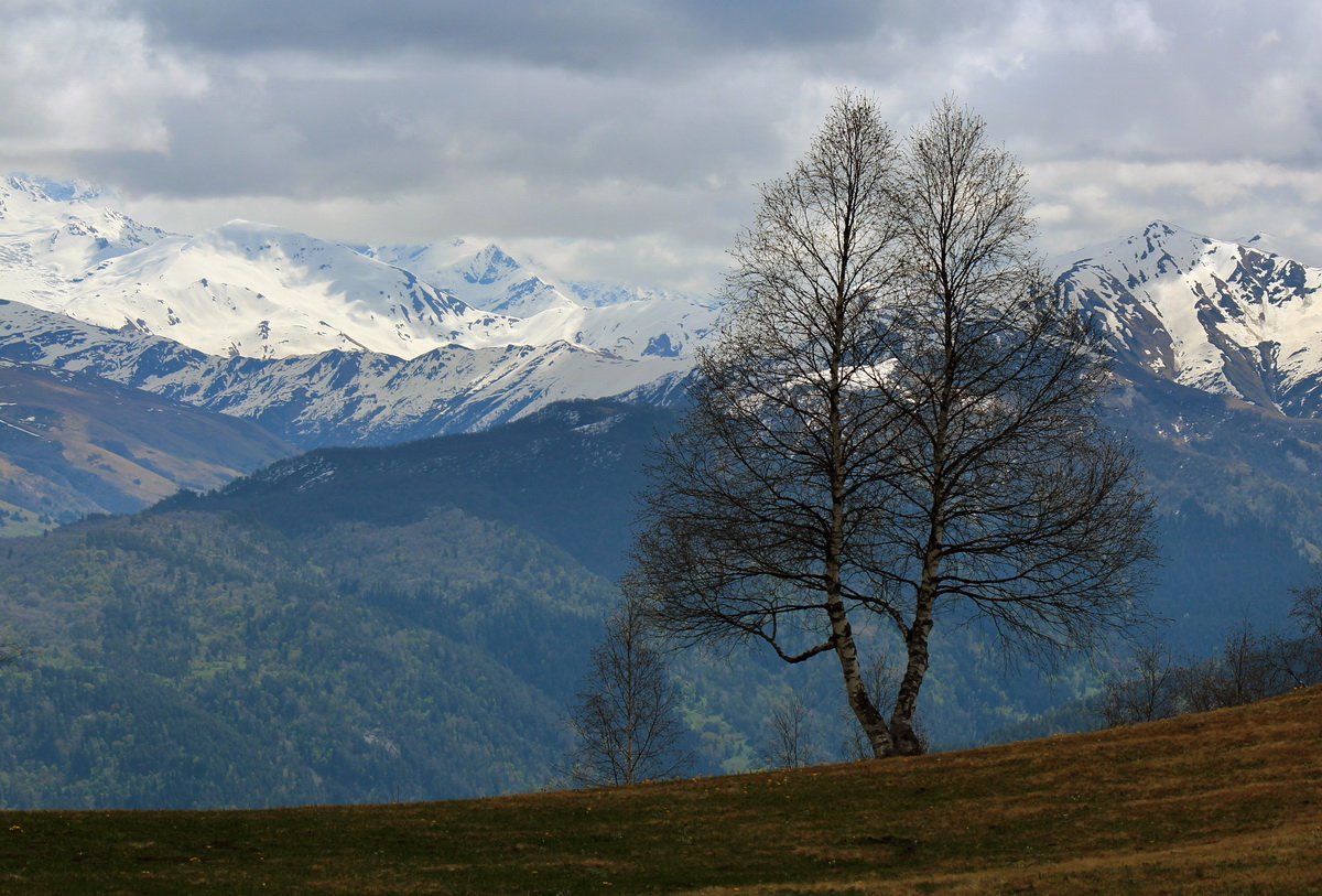 Landschaft mit Birken