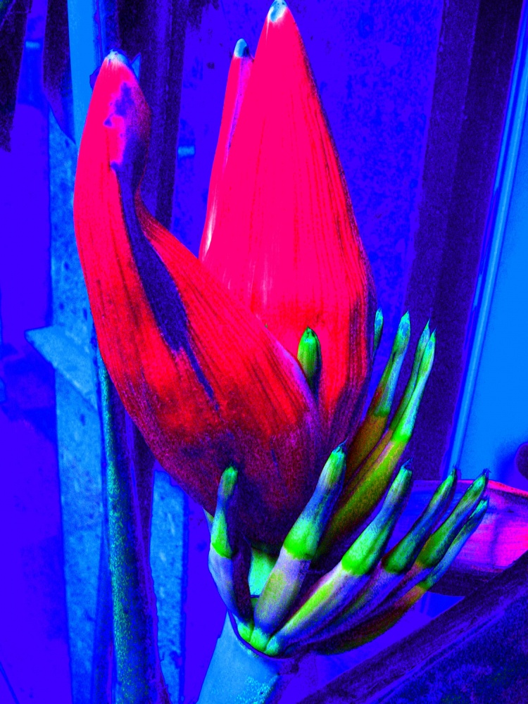 Banana flower Vietnam