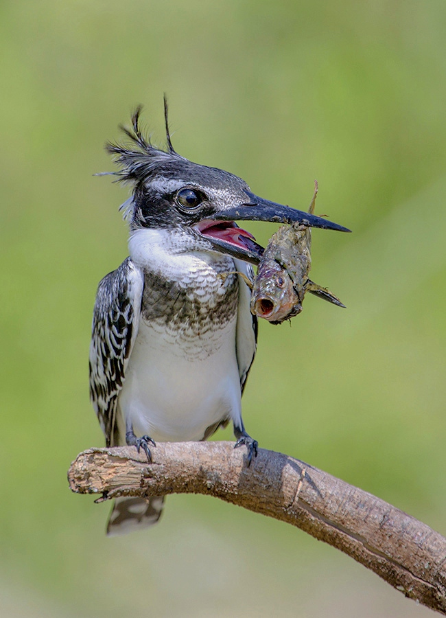 Glücklicher Fischer