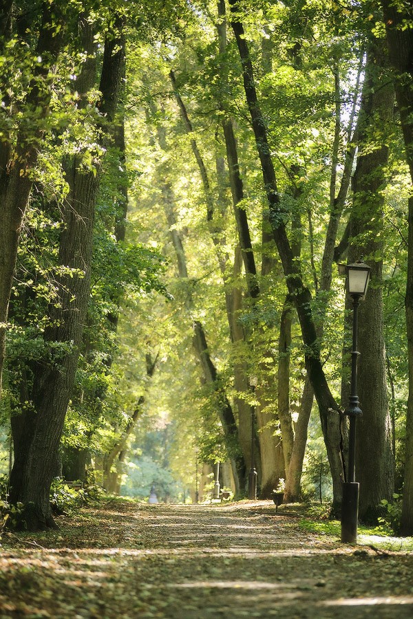 Auf dem alten Nesvizhsky Park im September