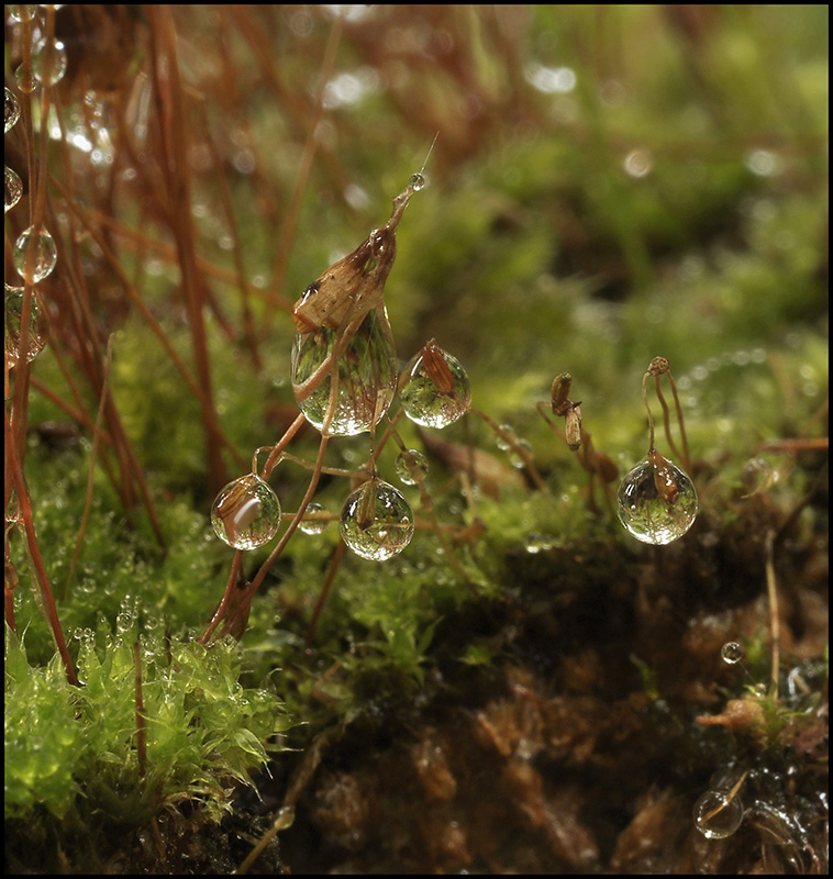 SverhRaduzhnye frohe Gesellen ...