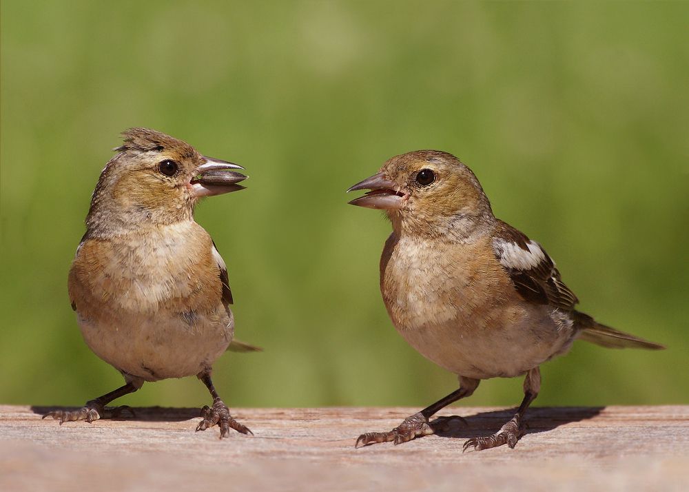 "Lass uns gegangen, stand ich auf der Suche! ..."