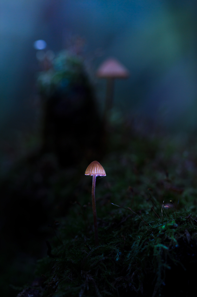 Sehr gruselige Geschichte