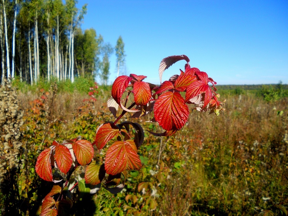 Eine ganze Welt der Schönheit!