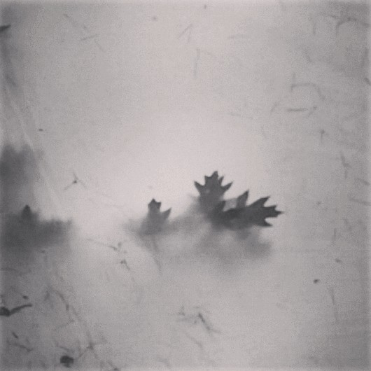 Die Blätter auf dem Dach