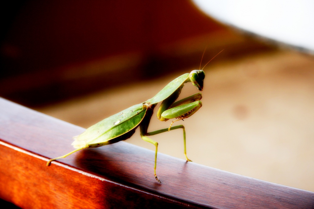 Grasshopper