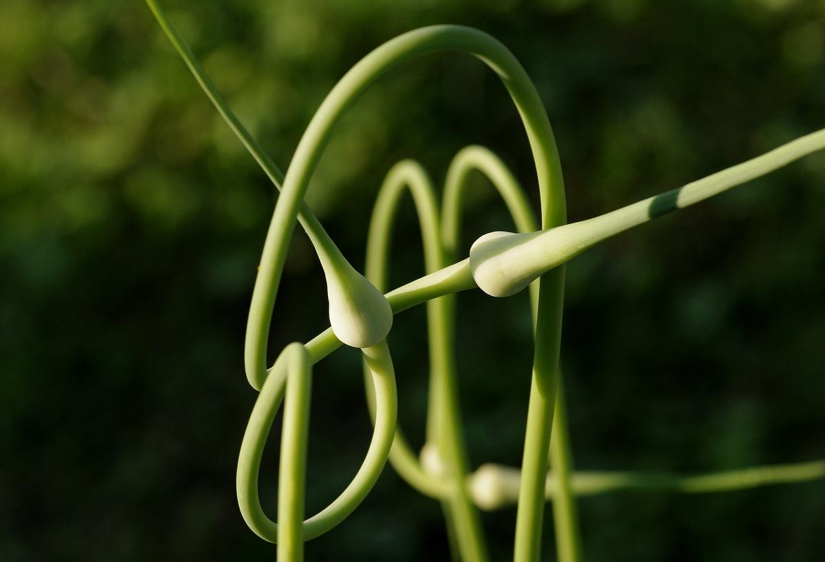 Freaks of Bärlauch ***