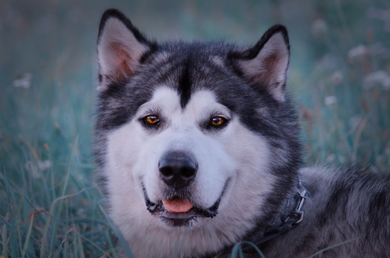 Malamute