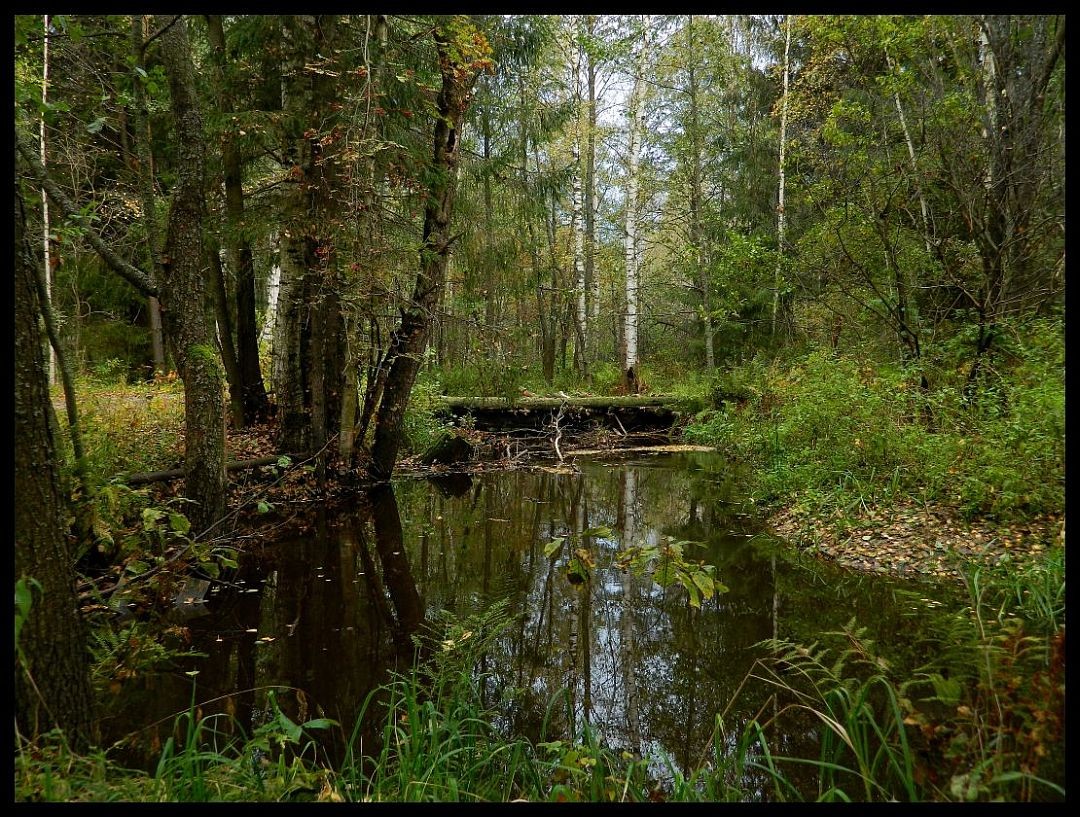 Auf einem kleinen Rinnsal