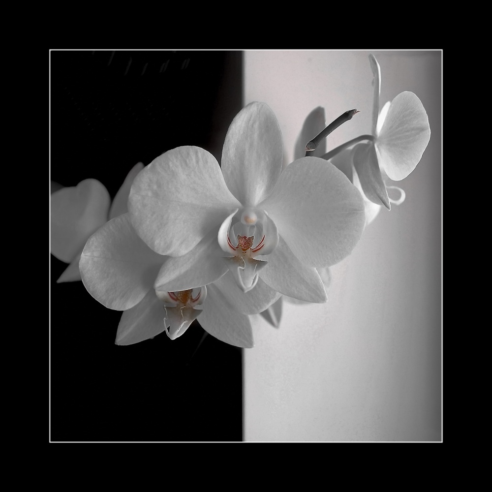 Orchidee. (S / w?)