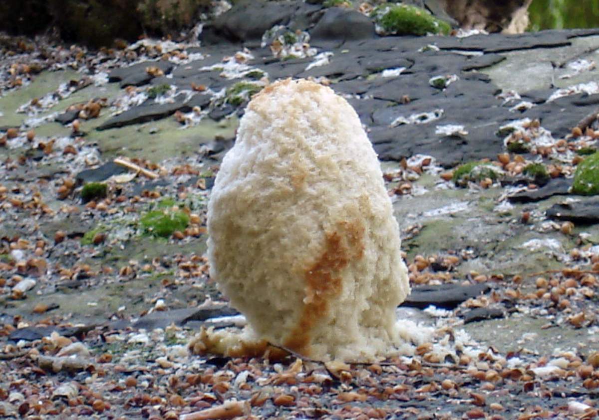 Скульптура "Ростовский воробей".