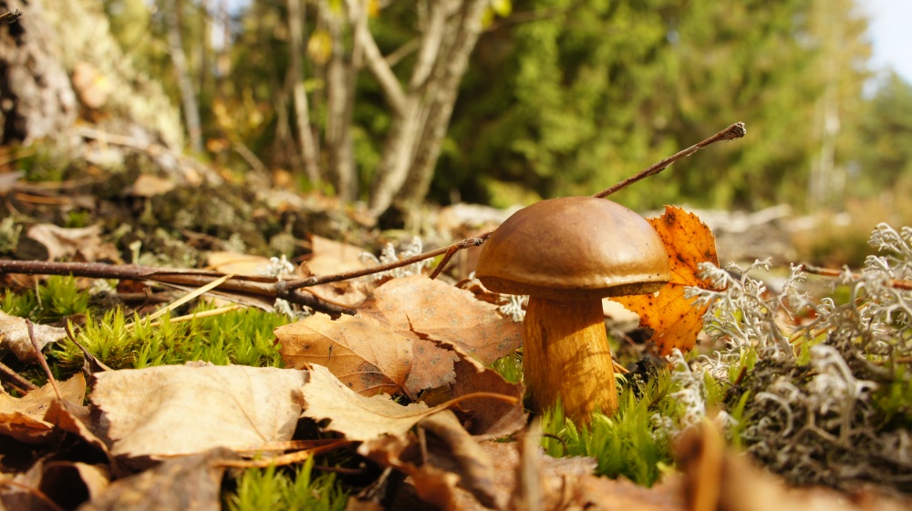 Schwungrad-Steinpilzen