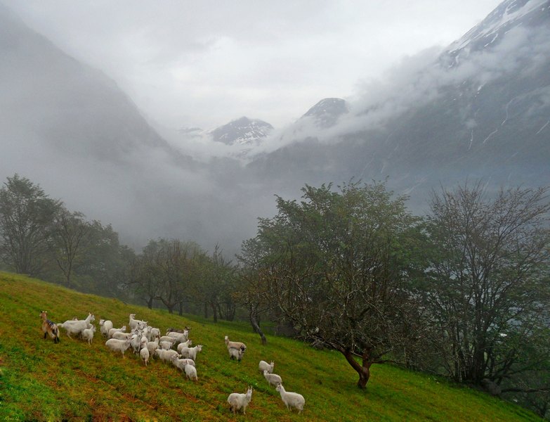 Auf nassen Ufer des Roaming-Herden ... Geiranger. Norwegen