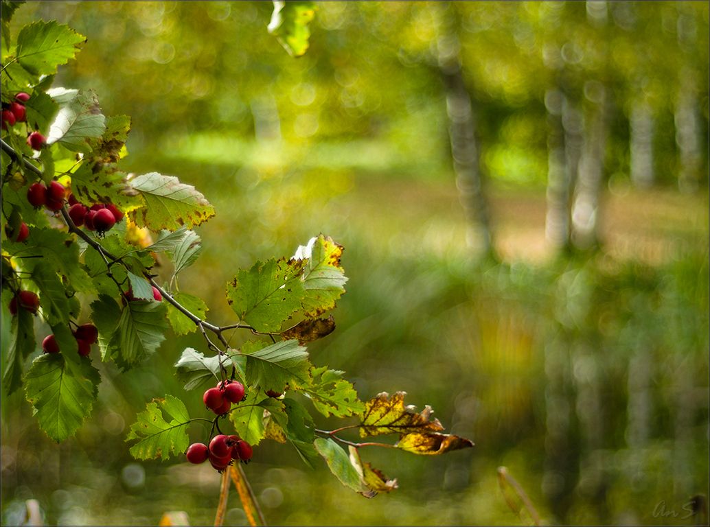 Zeichnen Sie ein fall
