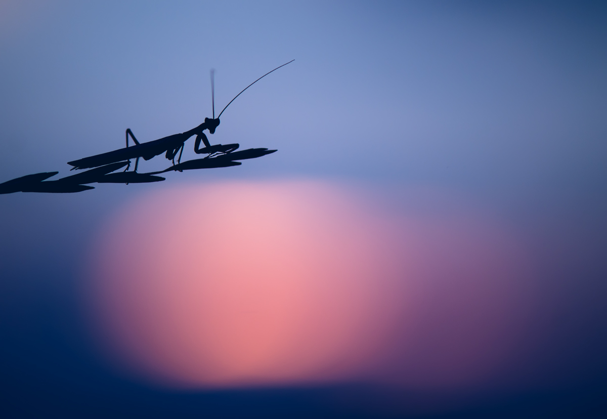 Hymne an die Sonne ......