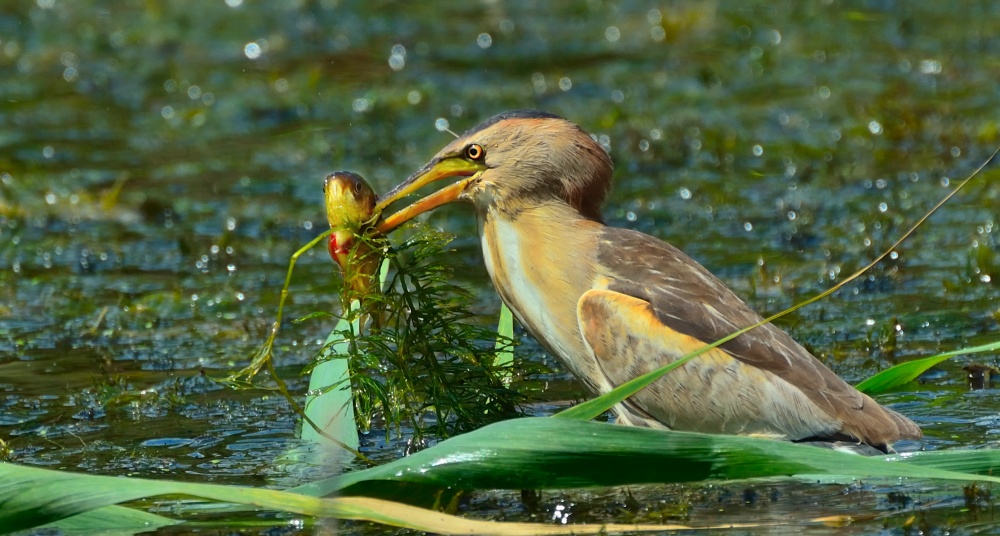 Die Welt ist grausam, oder eine erfolgreiche Jagd