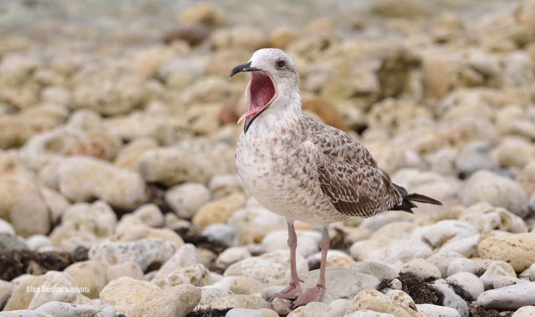 Schrei aus dem Herzen