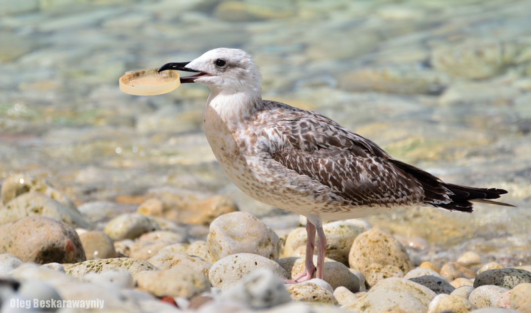 Vserespublikansky Arbeitstag