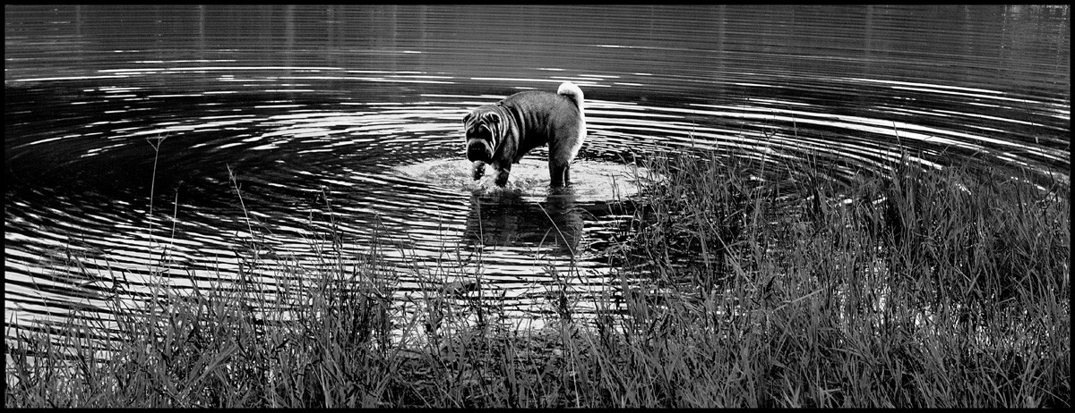 Ein weiterer Ode an meinen Hund Lyuska!