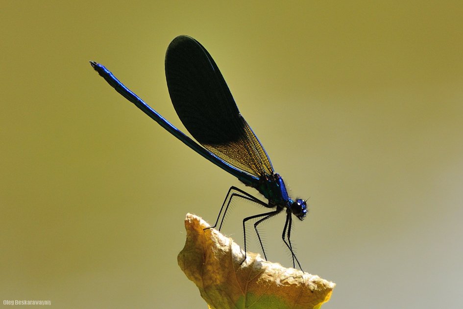 odonatum - geboren Geschmack des Universums