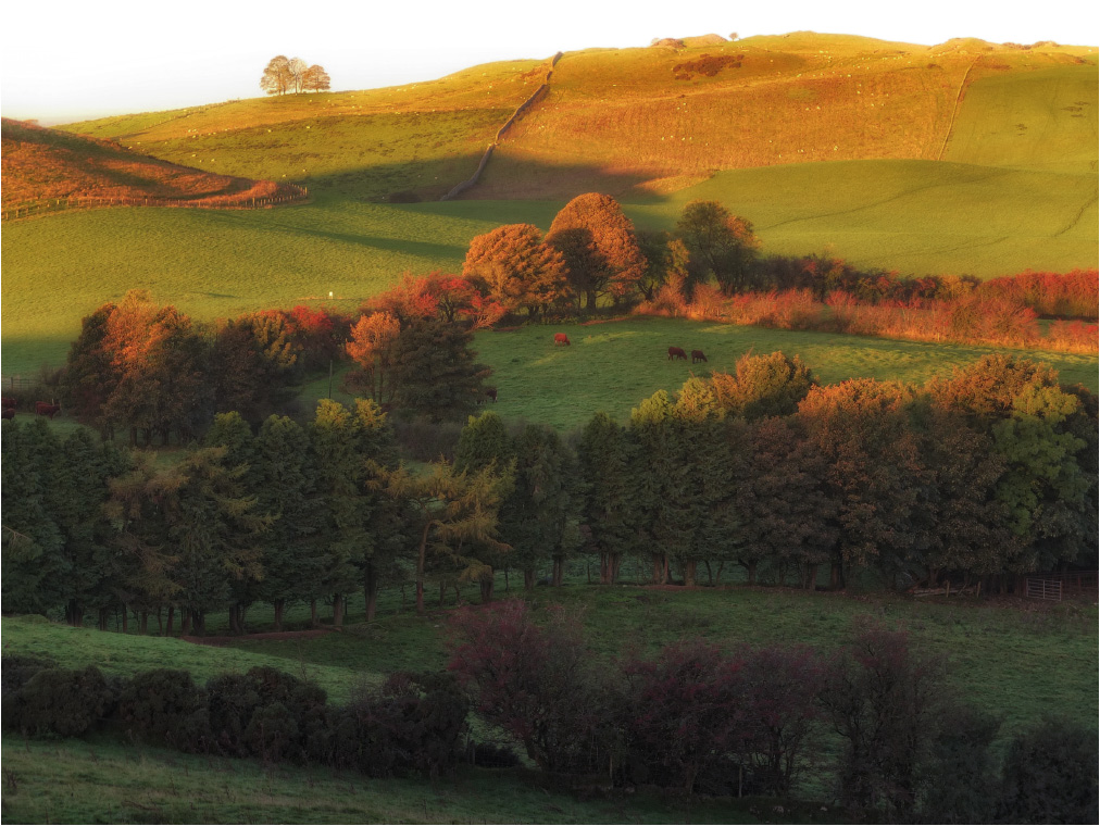 Ah ... so köstlich, um Gras von Kronen, ein brennendes Feuer ...)) essen)