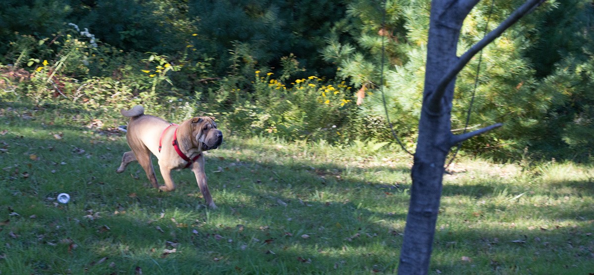 Die neue Ode an meinen Hund.