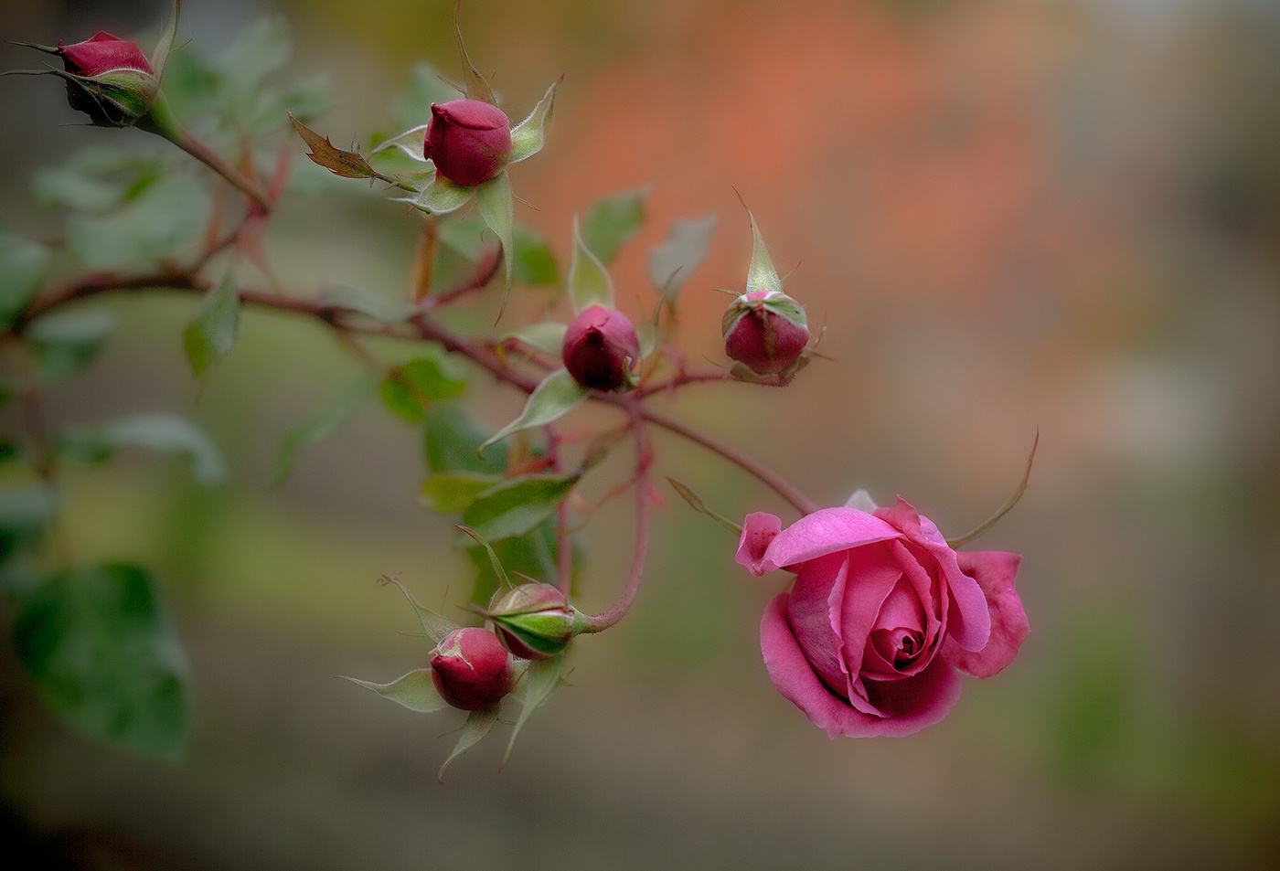 Auf Herbst Hintergrund ... ...