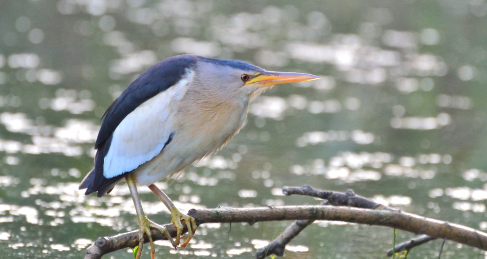 "Das ist der Fotograf gefragt, sich nicht zu bewegen, und ich bin wie ein Narr"