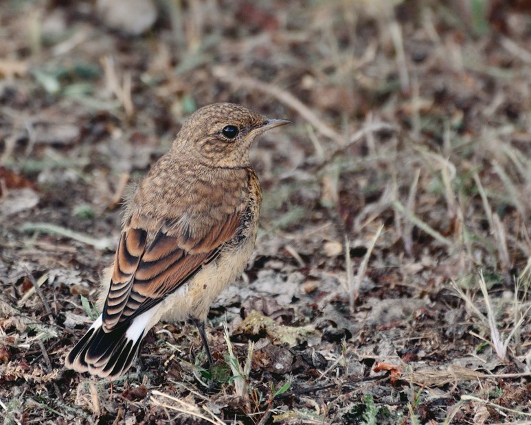 Fledgling Steinschmätzer